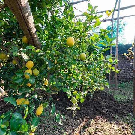 Pensión Pane E Marmellata